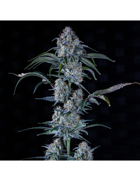 Sour Stomper (Mephisto Genetics)