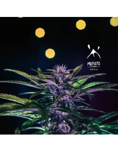 Sour Stomper (Mephisto Genetics) Autoflowering Seeds 2