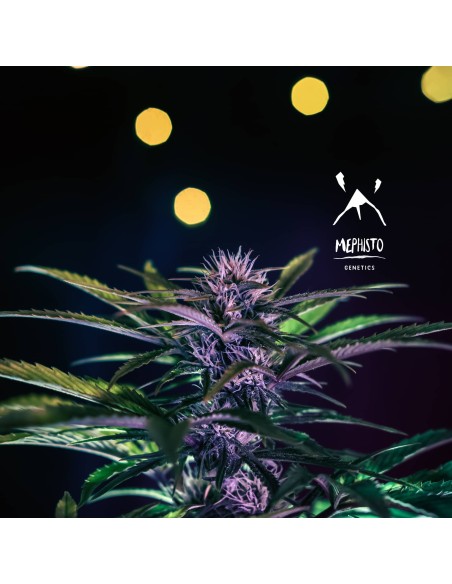 Sour Stomper (Mephisto Genetics)