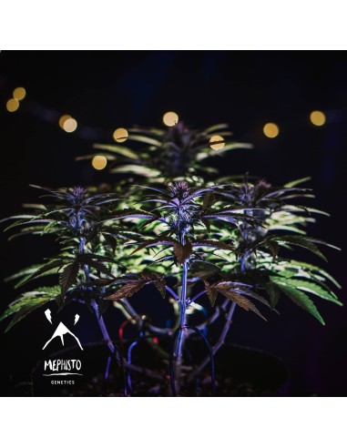 Sour Stomper (Mephisto Genetics)