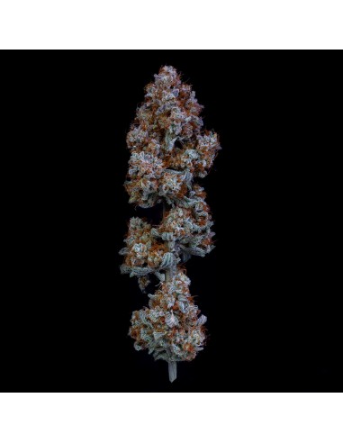 Auto Sour Stomper (Mephisto Genetics) Semi Autofiorenti