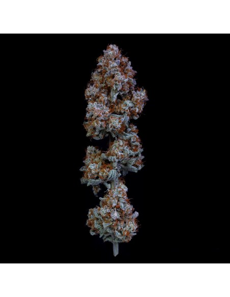 Sour Stomper (Mephisto Genetics)