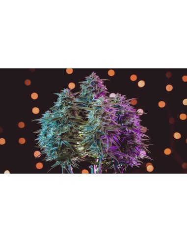 Sour Stomper (Mephisto Genetics)