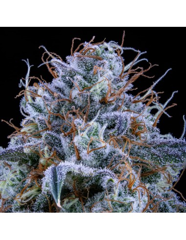 Sour Stomper (Mephisto Genetics)