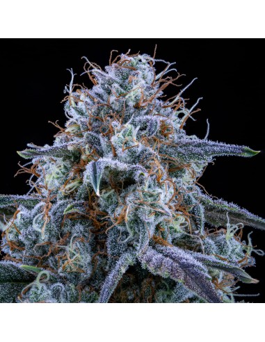 Sour Stomper (Mephisto Genetics)