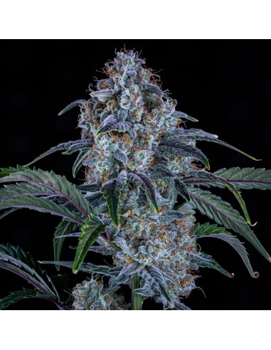 Auto Sour Stomper (Mephisto Genetics) Semi Autofiorenti