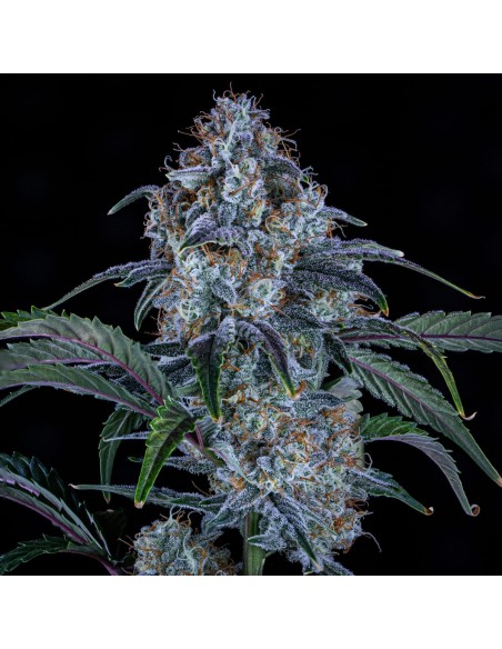Sour Stomper (Mephisto Genetics)