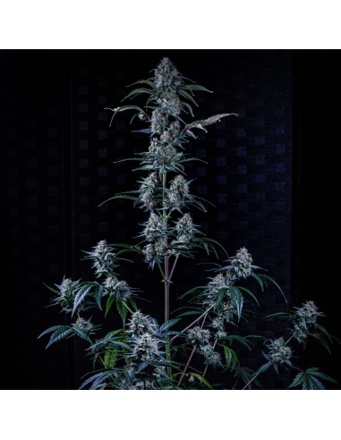 Sour Stomper (Mephisto Genetics)