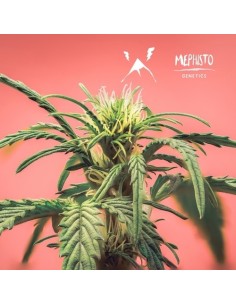 Skywalker (Mephisto Genetics) Autoflowering Seeds | On Sale! 2