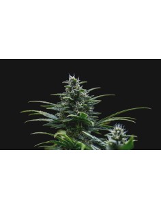 Auto Skywalker (Mephisto Genetics) Semi Autofiorenti