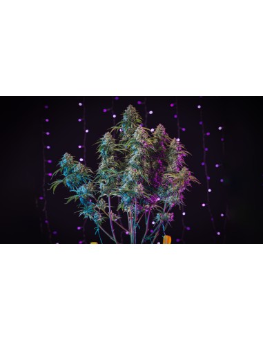 3 Bears OG (Mephisto Genetics)