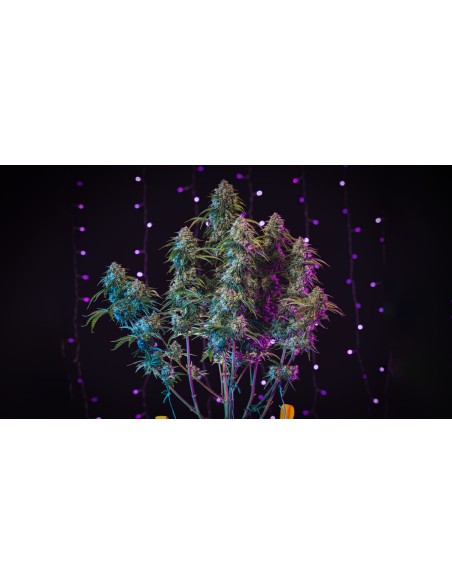 3 Bears OG (Mephisto Genetics)
