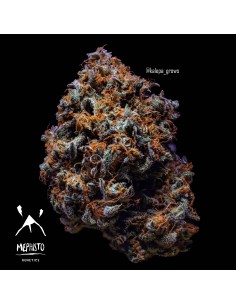 Auto 3 Bears OG (Mephisto Genetics) Semi Autofiorenti 2