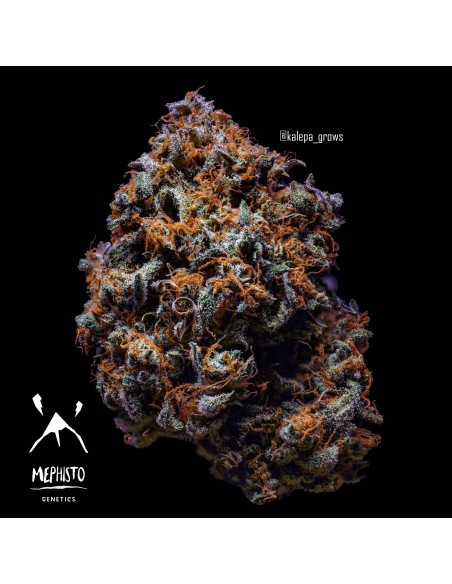 3 Bears OG (Mephisto Genetics)