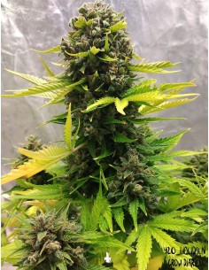 Stilton Special (Mephisto Genetics) Autoflowering Seeds