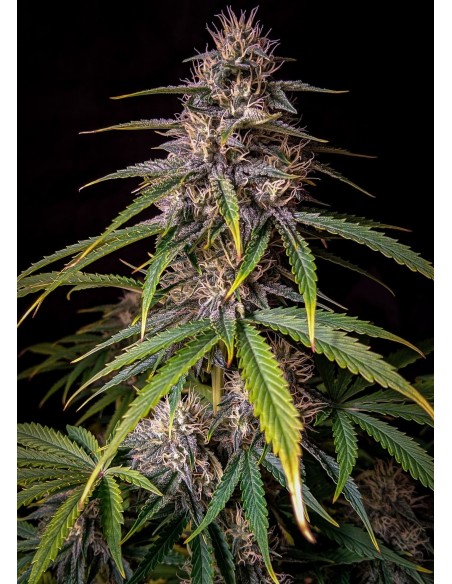 Alien vs Triangle (Mephisto Genetics)