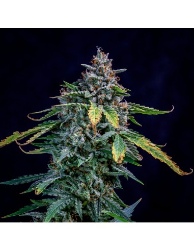 Walter White (Mephisto Genetics)
