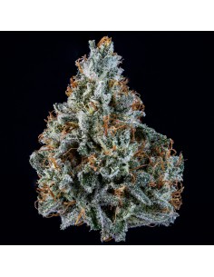 Walter White (Mephisto Genetics) Autoflowering Seeds 2