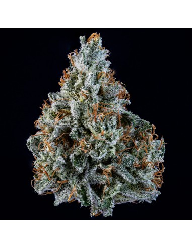 Walter White (Mephisto Genetics)