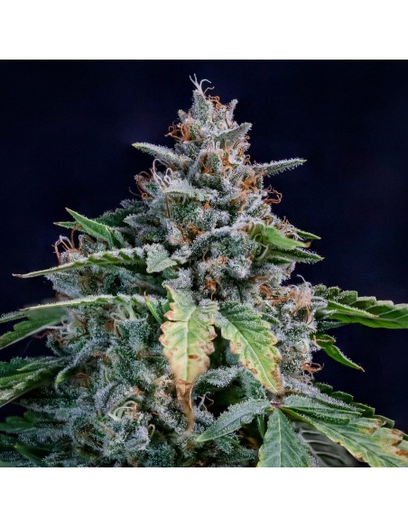 Walter White (Mephisto Genetics)