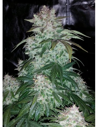SODK (Mephisto Genetics) Autoflowering Seeds | Up To 30% Off