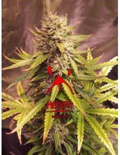 Sour Bubbly (Mephisto Genetics)