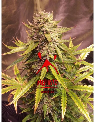 Sour Bubbly (Mephisto Genetics)