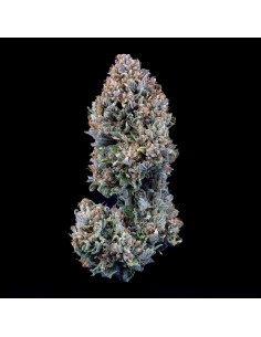 24 Carat (Mephisto Genetics)