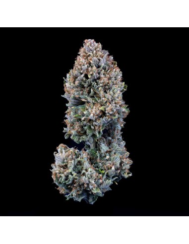 24 Carat (Mephisto Genetics)