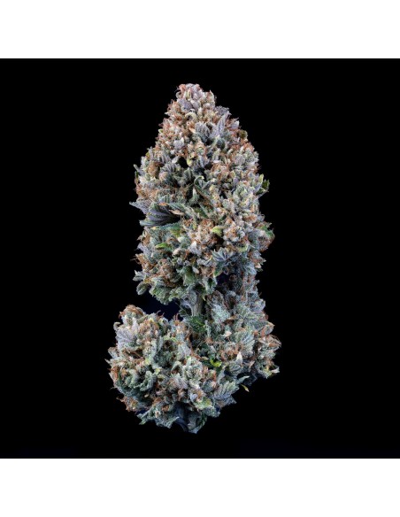 24 Carat (Mephisto Genetics)