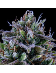 24 Carat (Mephisto Genetics) Semi di Cannabis Autofiorenti 2