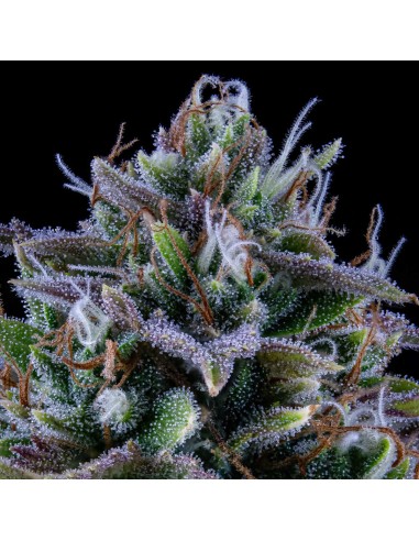 24 Carat (Mephisto Genetics)