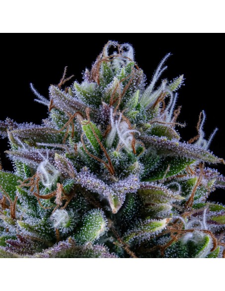 24 Carat (Mephisto Genetics)