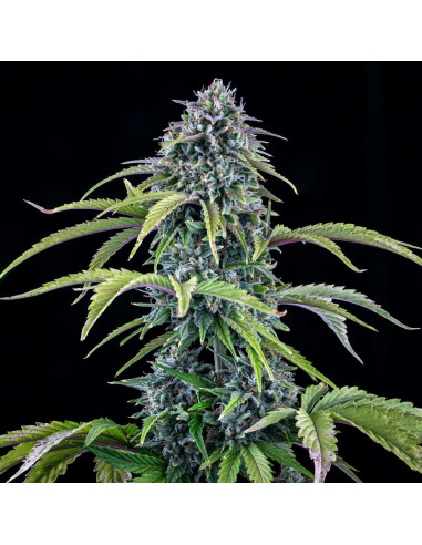 24 Carat (Mephisto Genetics)