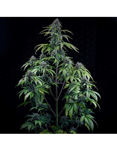 24 Carat (Mephisto Genetics)