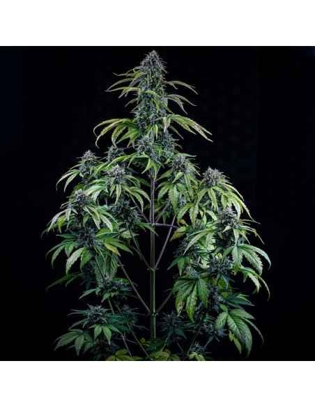 24 Carat (Mephisto Genetics)