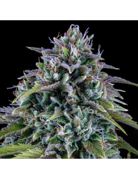 24 Carat (Mephisto Genetics)