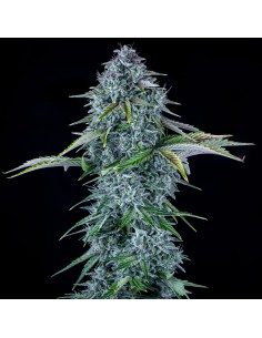 Orange Diesel (Mephisto Genetics) Autoflowering Seeds