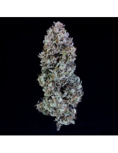 Orange Diesel (Mephisto Genetics) Autoflowering Seeds 2