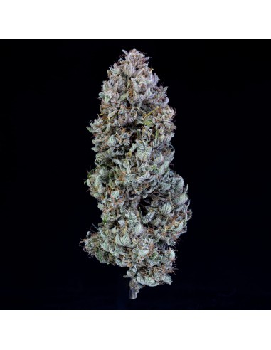 Orange Diesel (Mephisto Genetics) Autoflowering Seeds