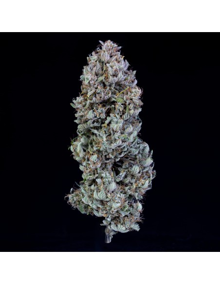 Orange Diesel (Mephisto Genetics) Autoflowering Seeds