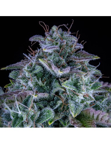 Orange Diesel (Mephisto Genetics) Autoflowering Seeds