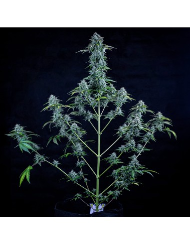 Orange Diesel (Mephisto Genetics) Autoflowering Seeds
