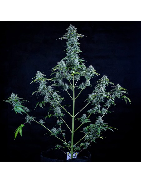 Orange Diesel (Mephisto Genetics) Autoflowering Seeds