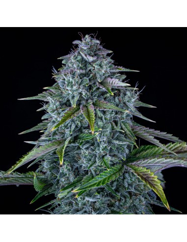 Orange Diesel (Mephisto Genetics) Autoflowering Seeds