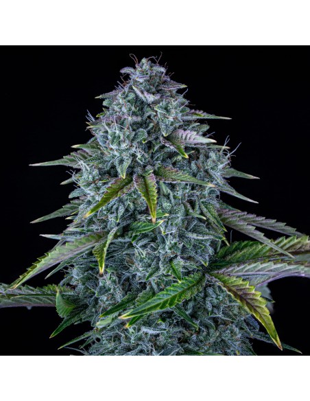 Orange Diesel (Mephisto Genetics) Autoflowering Seeds