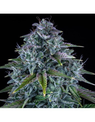 Orange Diesel (Mephisto Genetics) Autoflowering Seeds