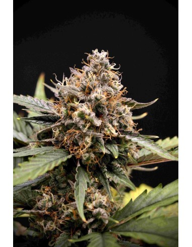 Sweet 'n' Sour Auto (Mephisto Genetics) Autoflowering Seeds