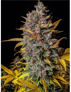 Orange Biscuits Auto (Mephisto Genetics) Autoflowering Seeds