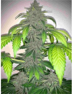 Deez Nuggs Auto (Mephisto Genetics) Semi Autofiorenti